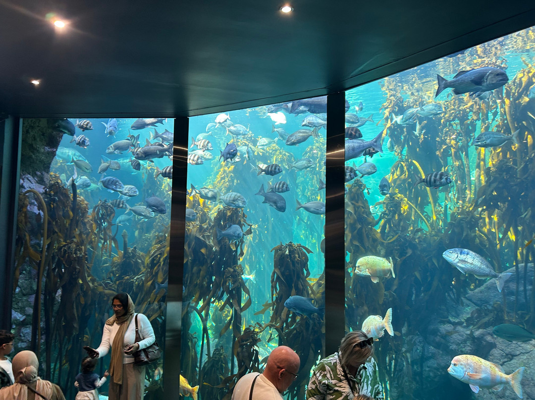 Two Oceans Aquarium-开普敦中心区必去景点