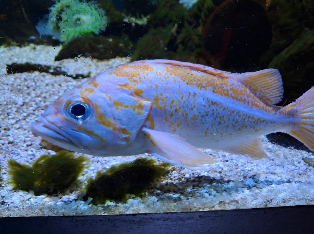 Sea Life Blankenberge-布朗肯堡必去景点