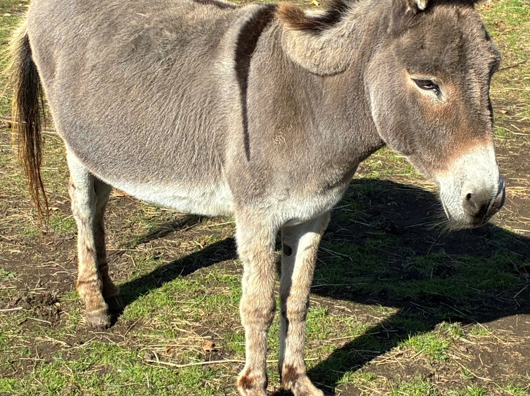 The Donkey Sanctuary-西德茅斯必去景点