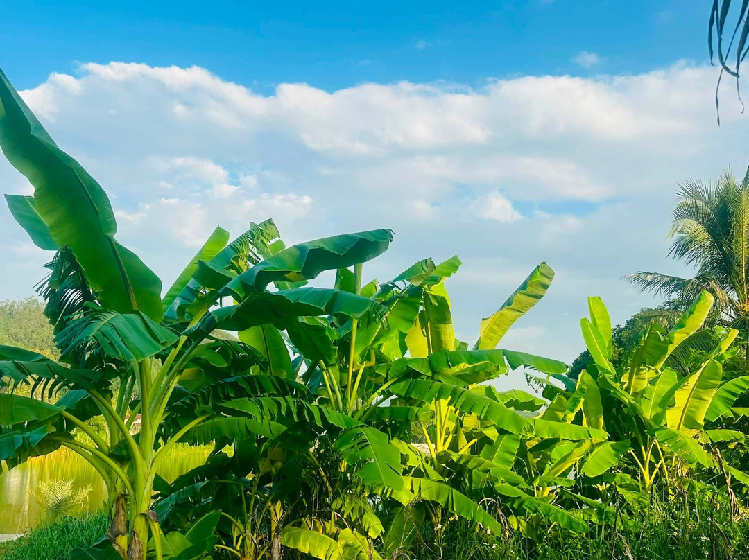 Dong Du Eco Farmstay-Nghia Thuan必去景点