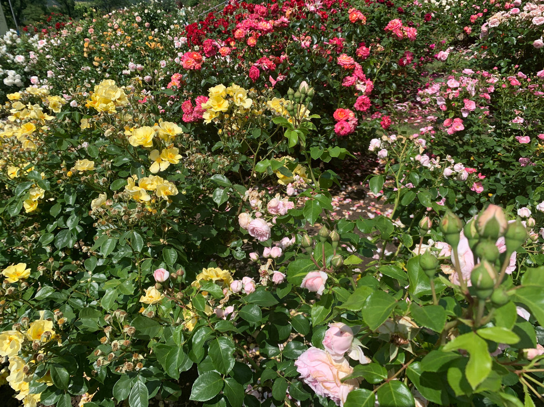 Europa Rosarium-Sangerhausen必去景点