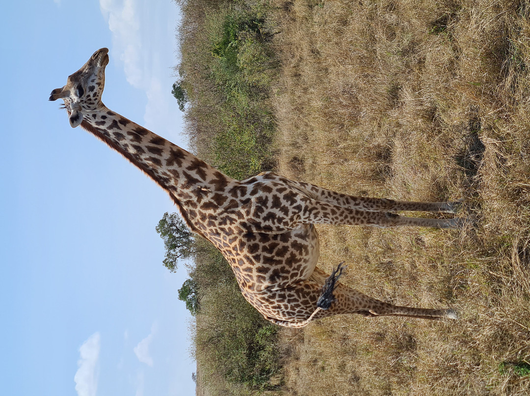 Wasili Kenya Safaris-内罗毕必去景点
