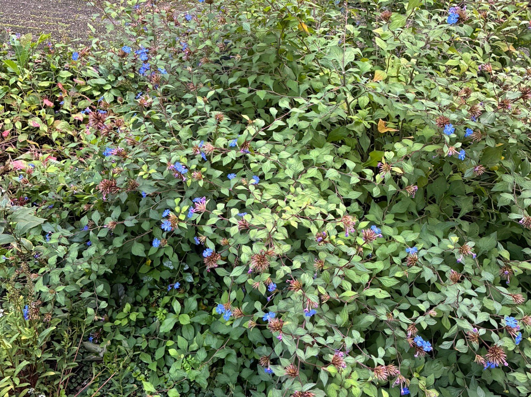 Botanische Tuin Dr. Costerus-Hilversum必去景点