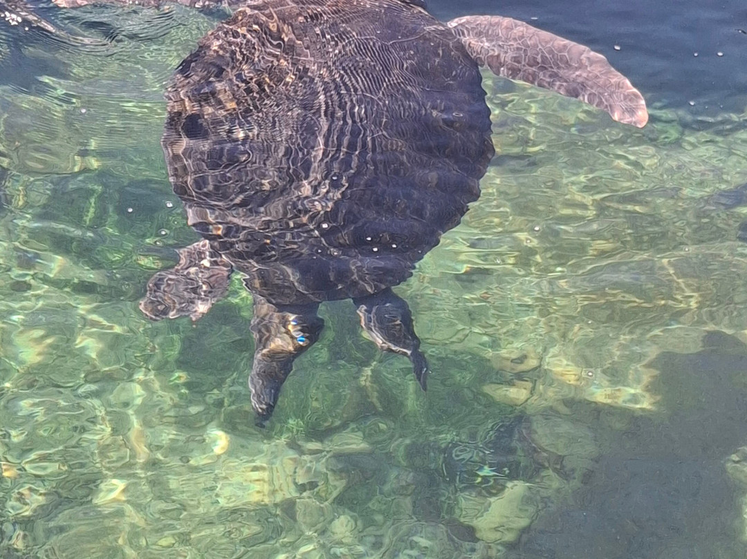 Reefworld Aquarium-尤兰根必去景点
