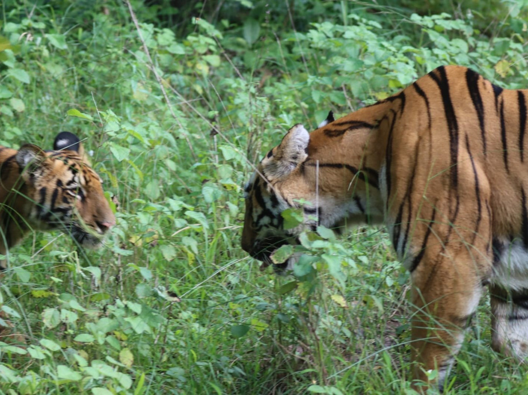 Tadoba Andhari National Park-Chandrapur District必去景点