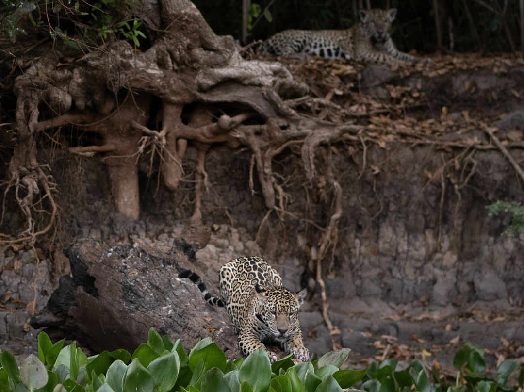 Journey With Jaguars-Porto Jofre必去景点