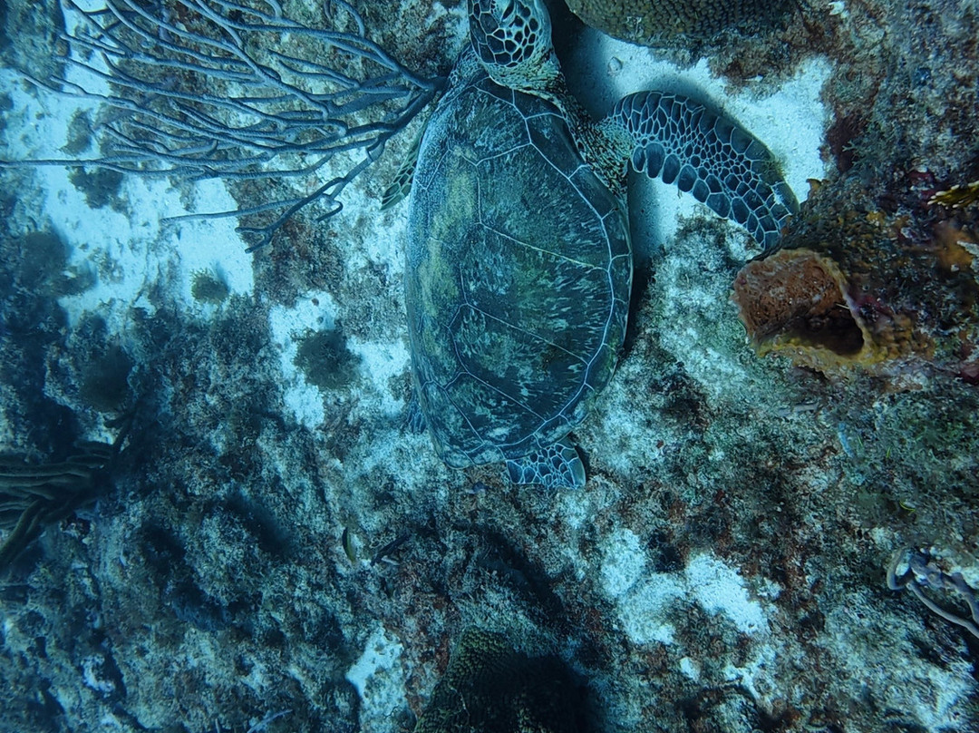 Palm Beach Divers-Noord必去景点