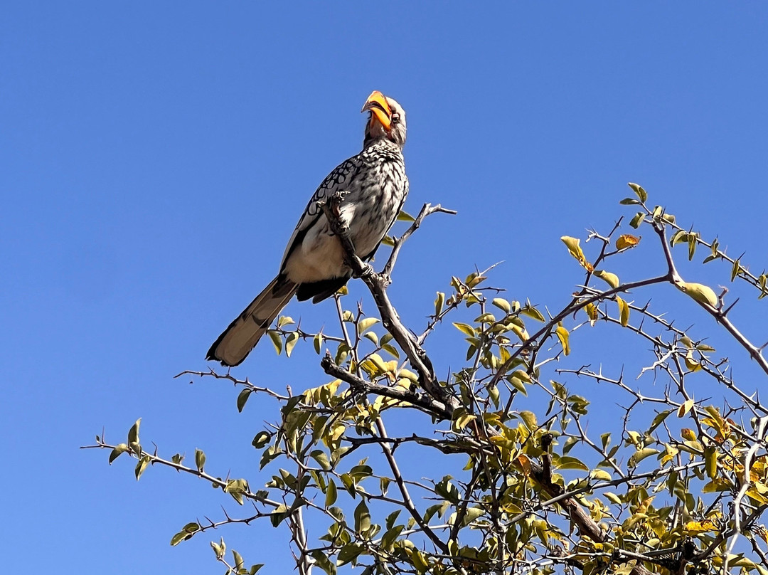 Etosha National Park-Okaukuejo必去景点