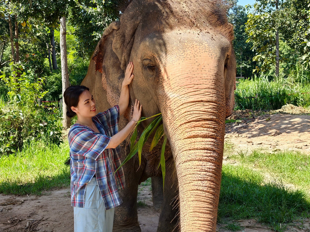 Maerim Elephant Sanctuary-夜林必去景点