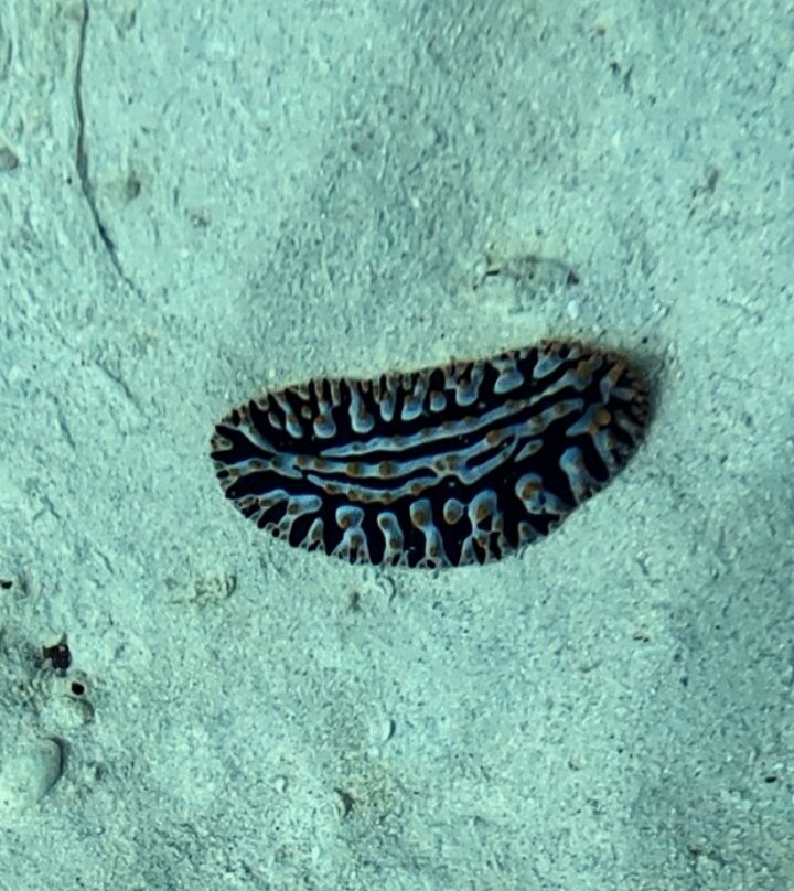 Fuvahmulah Dive School-Fuvahmulah必去景点