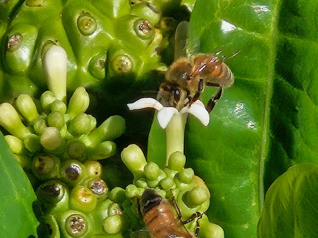 Hawaiian Organic Noni-基拉韦厄必去景点