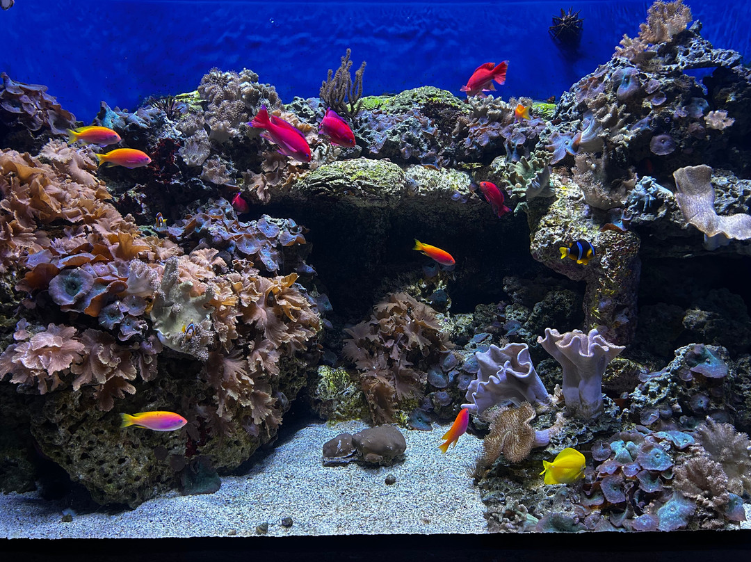 Aquarium At The Boardwalk-布兰森必去景点