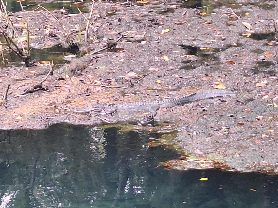 Manatee Springs State Park-Chiefland必去景点