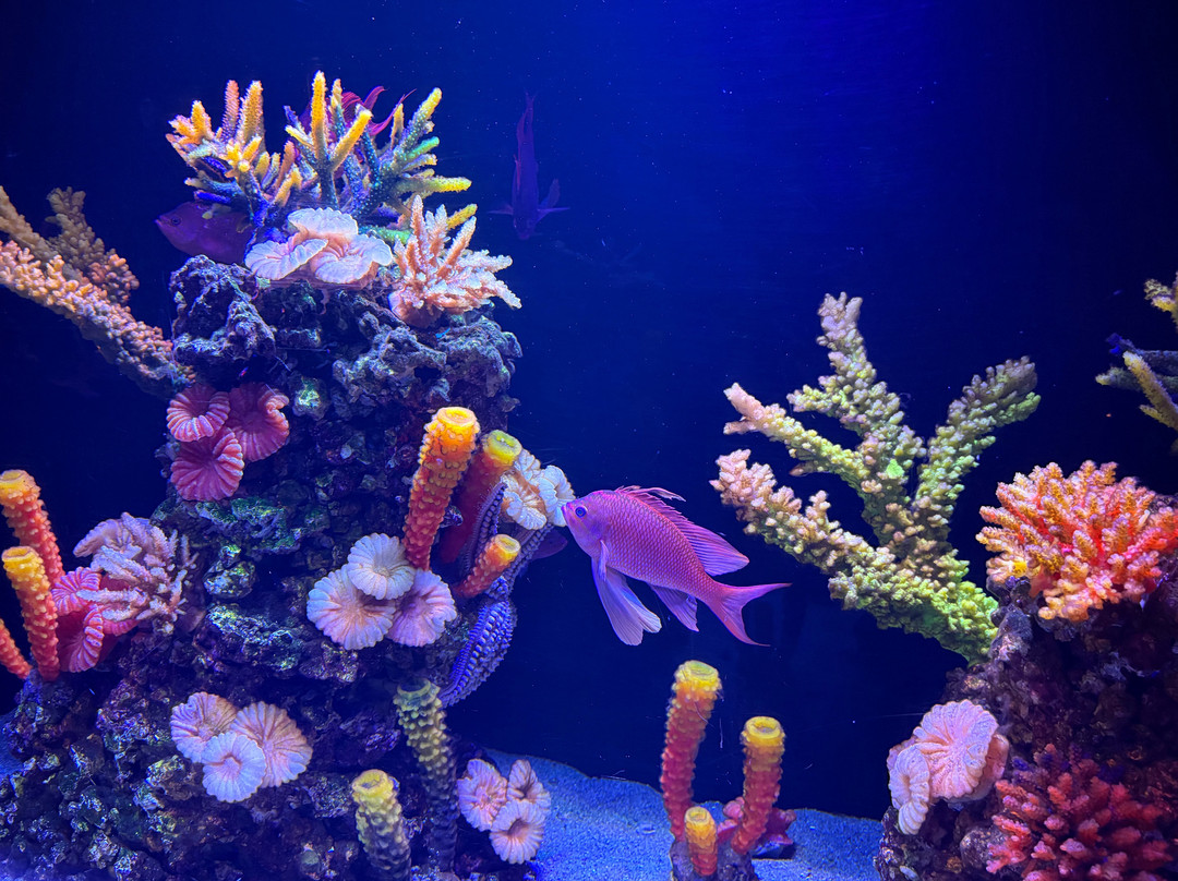 The National Aquarium Abu Dhabi-阿布扎比必去景点
