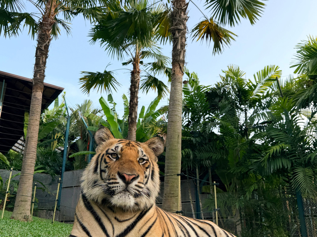 Tiger PARK Phuket-查龙必去景点
