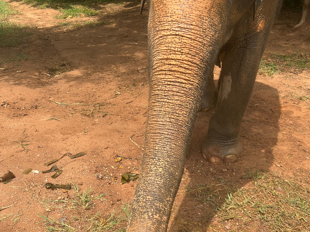 Samui Elephant Sanctuary-波普特必去景点