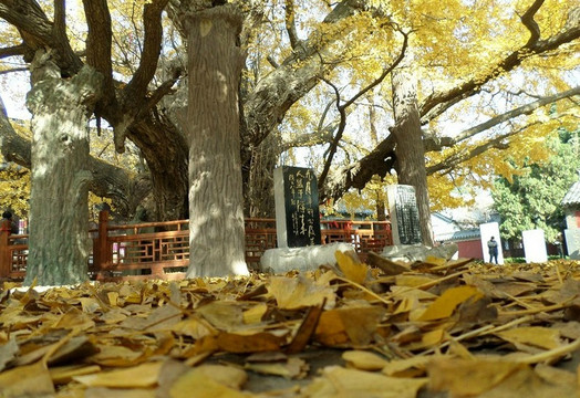 日照莒县浮来山-莒县必去景点