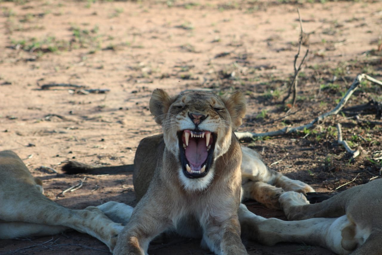 Manyeleti Safari Camp Lodge-官方