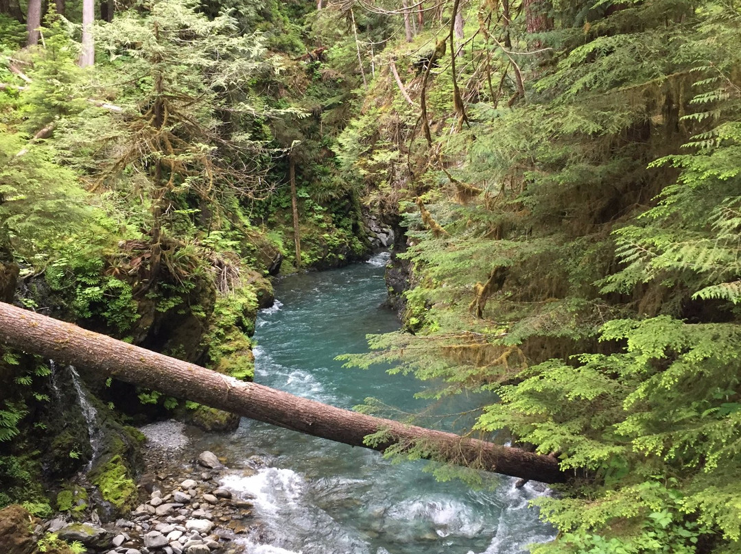 Quinault River-Pony Bridge Day Hike景点图片