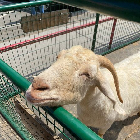 Goats on the Roof景点图片