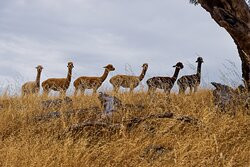 MillDuck StrawBale B&B主图