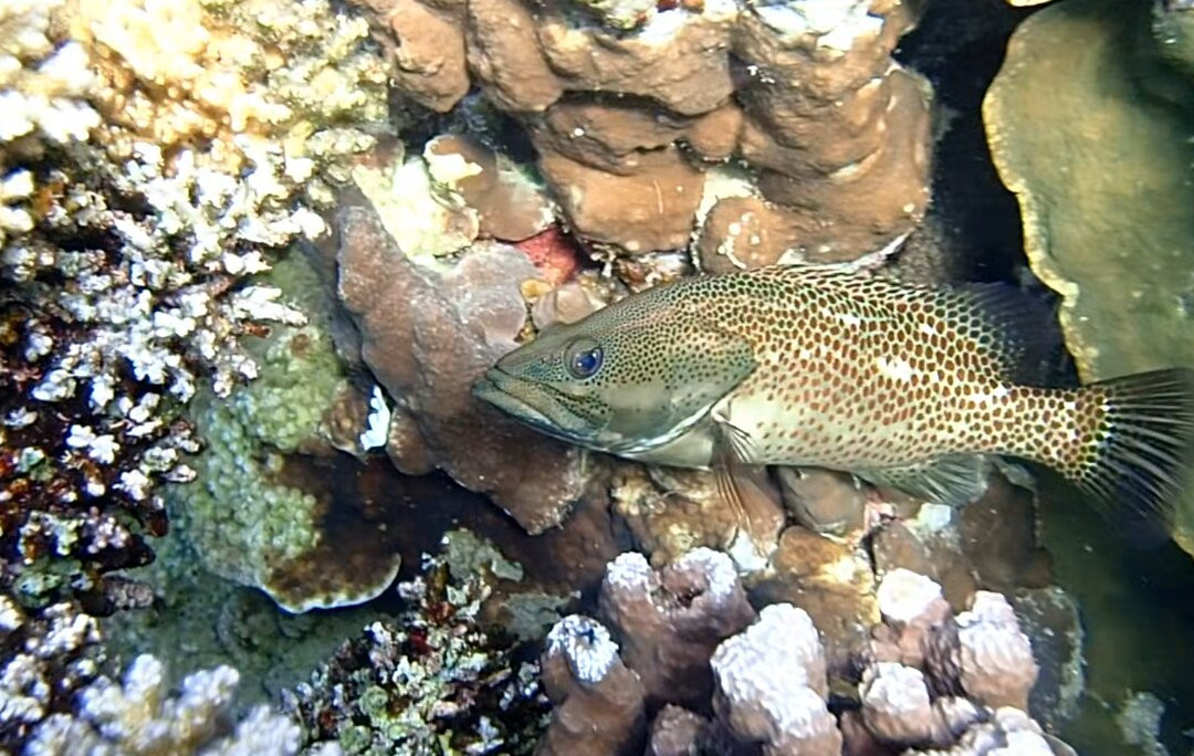 Dolphin Excursions Djibouti-吉布地必去景点