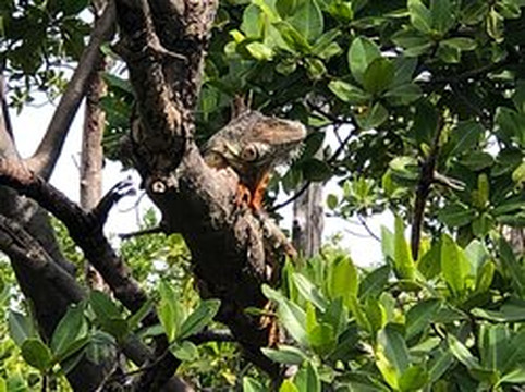 Lagerhead Cycleboats-劳德代尔堡必去景点