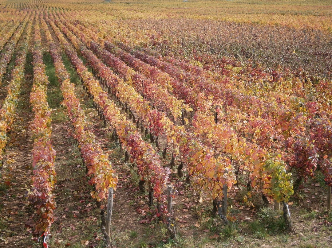 Domaine LE CLOS DES MAZIÈRES景点图片