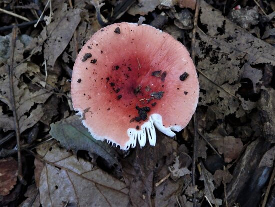 Franklin Lakes Nature Preserve景点图片