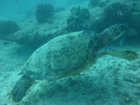 Waikiki Dive Center-火奴鲁鲁必去景点