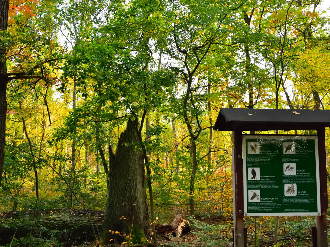 Laufstrecken Im Rathenower Stadtforst景点图片
