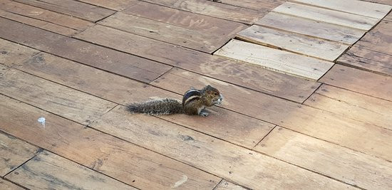 Le Leopard D' Argent主图