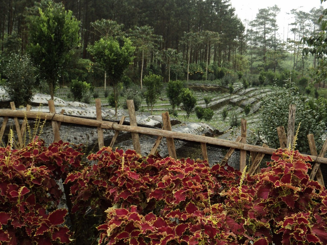 Serang Tourism Village景点图片