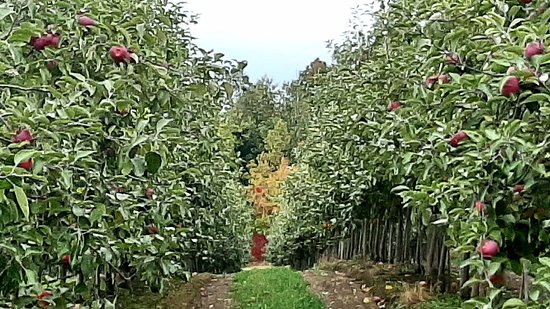 Cidrerie Verger Ferland-Compton必去景点