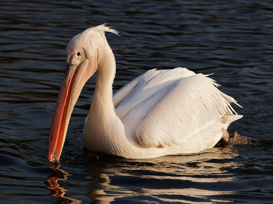 Kalametiya Lagoon Bird Sanctuary & Wetland Park景点图片