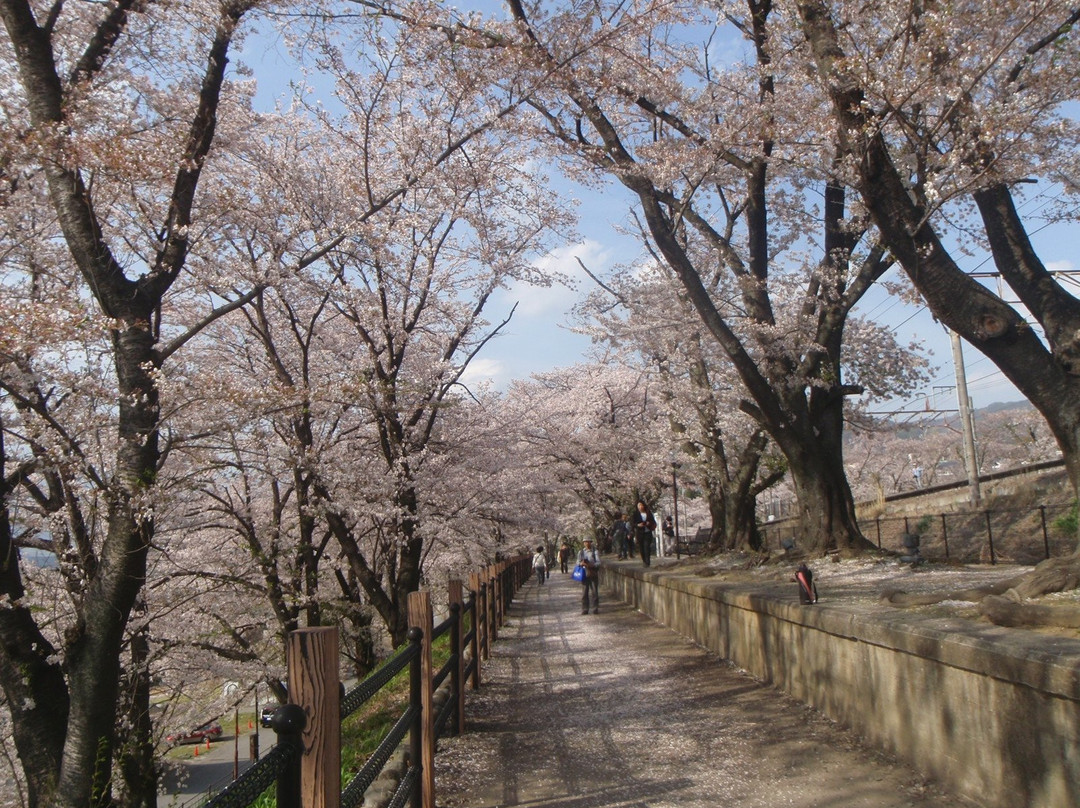 Jinrokuzakura Park景点图片