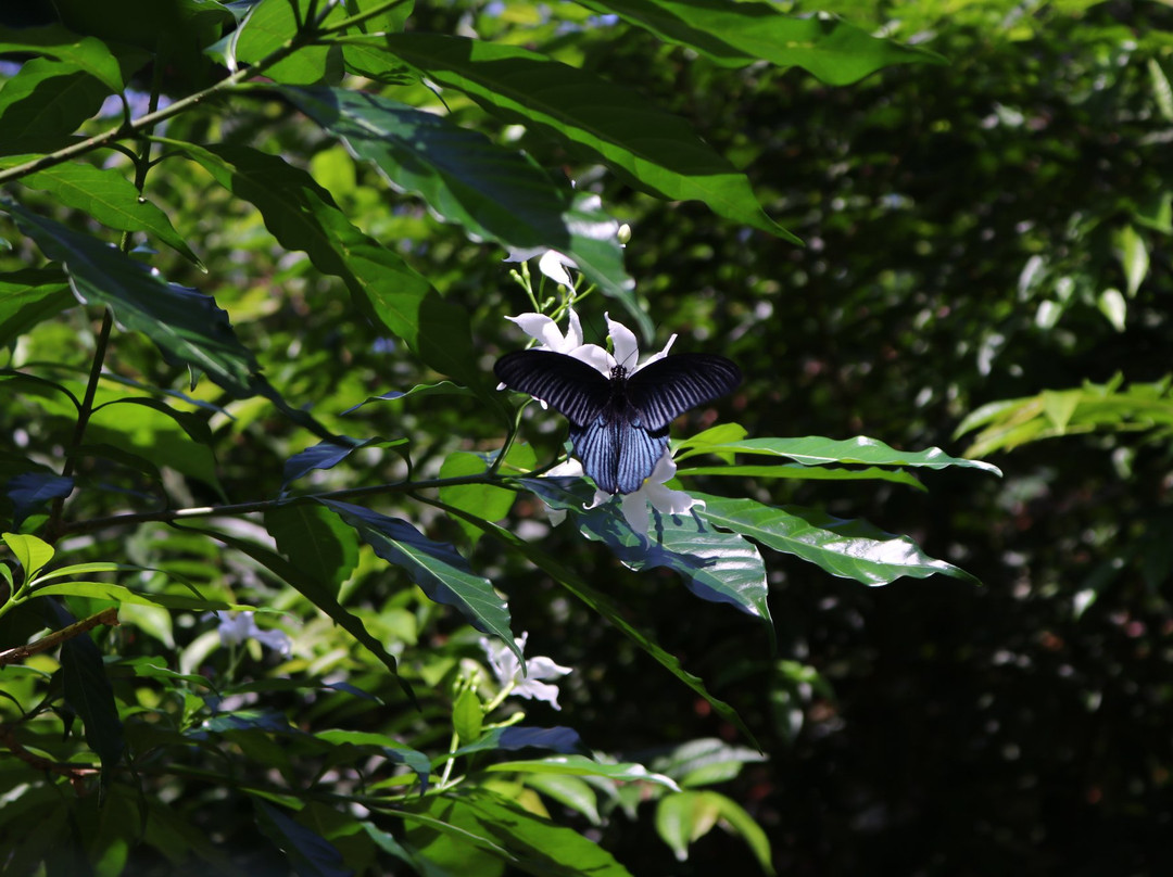 Butterfly Farm Khao Lak景点图片
