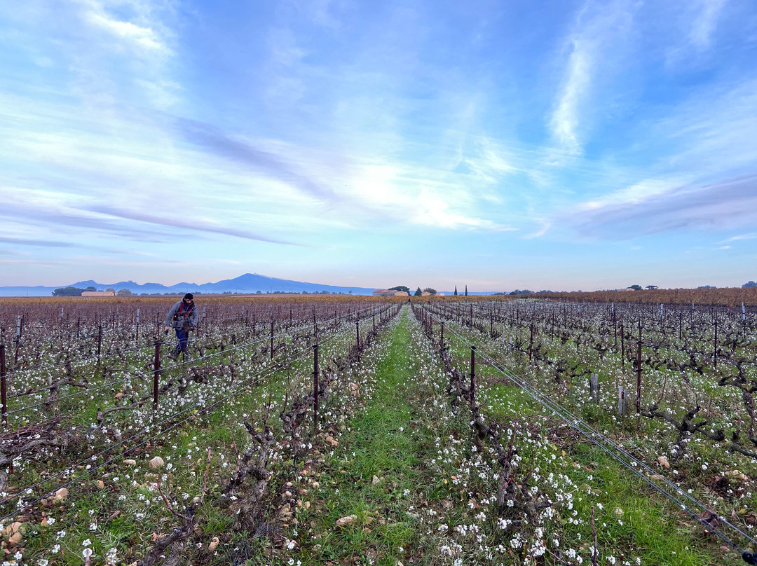 Domaine Chante Cigale-教皇新堡必去景点
