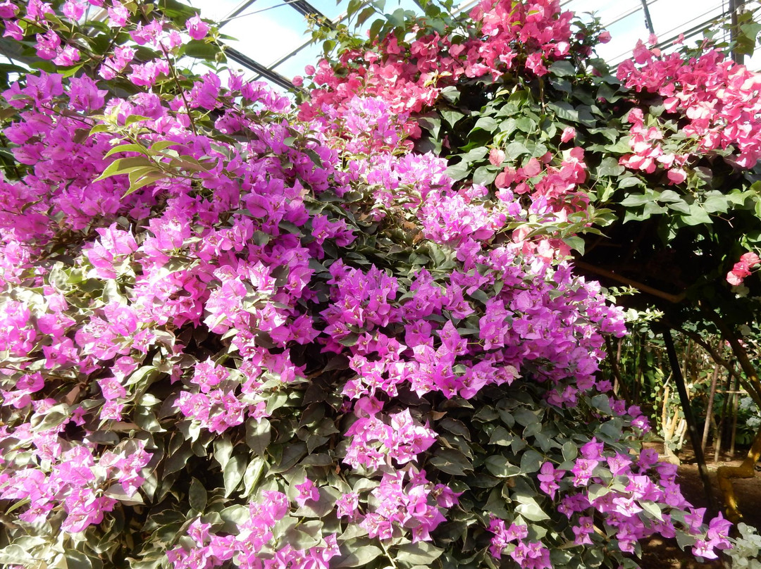 八丈町旅游景点-Hachijo Botanical Park