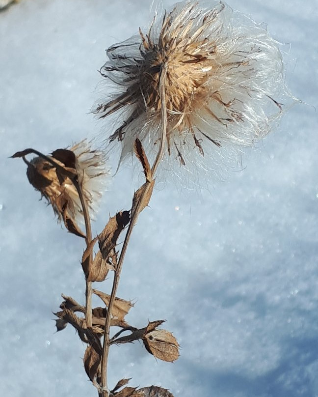 Icelandic Heritage-基米尼必去景点