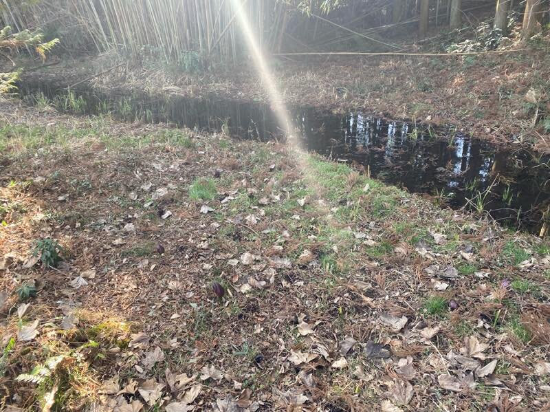 Symplocarpus foetidus of Wetlands in Otawara-太田原市必去景点
