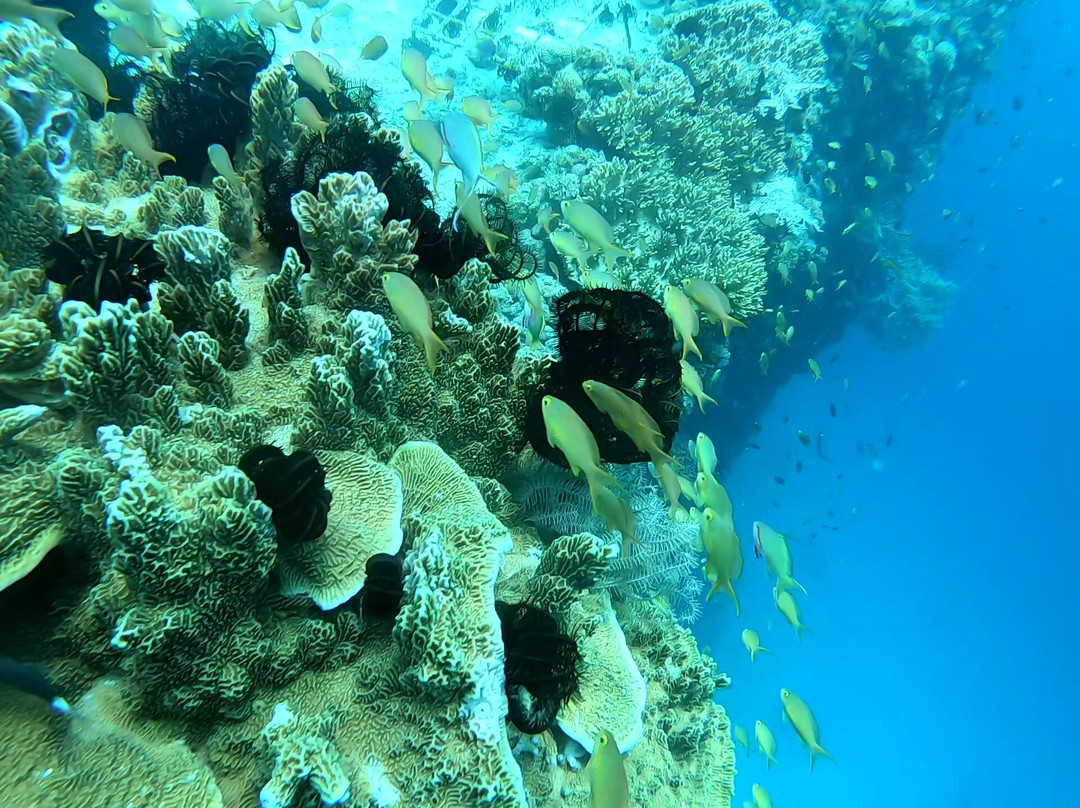 Blue Revival Diving-邦劳岛必去景点