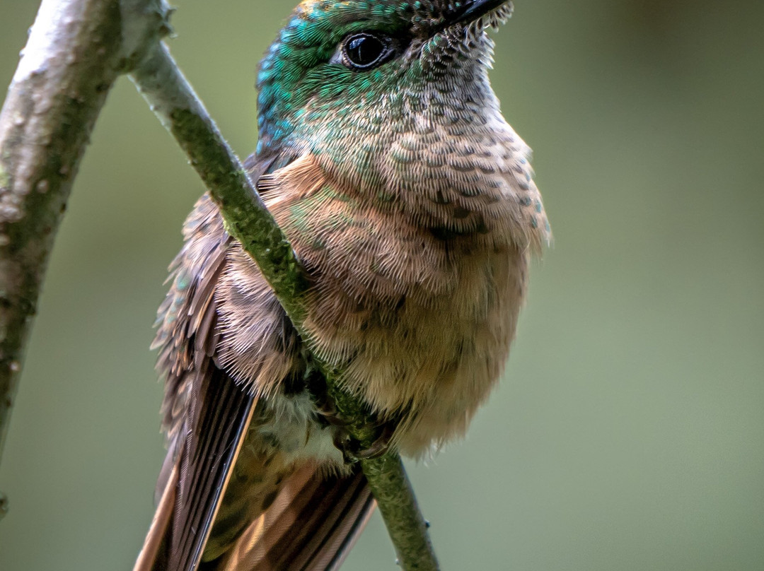 Rio Bravo Reserve-明多必去景点