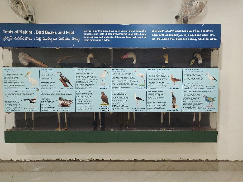 Nellapattu Sanctuary景点图片
