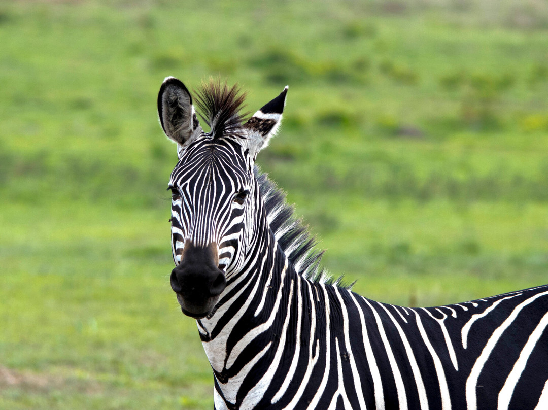 Digitata Tours & Safaris-Iringa必去景点