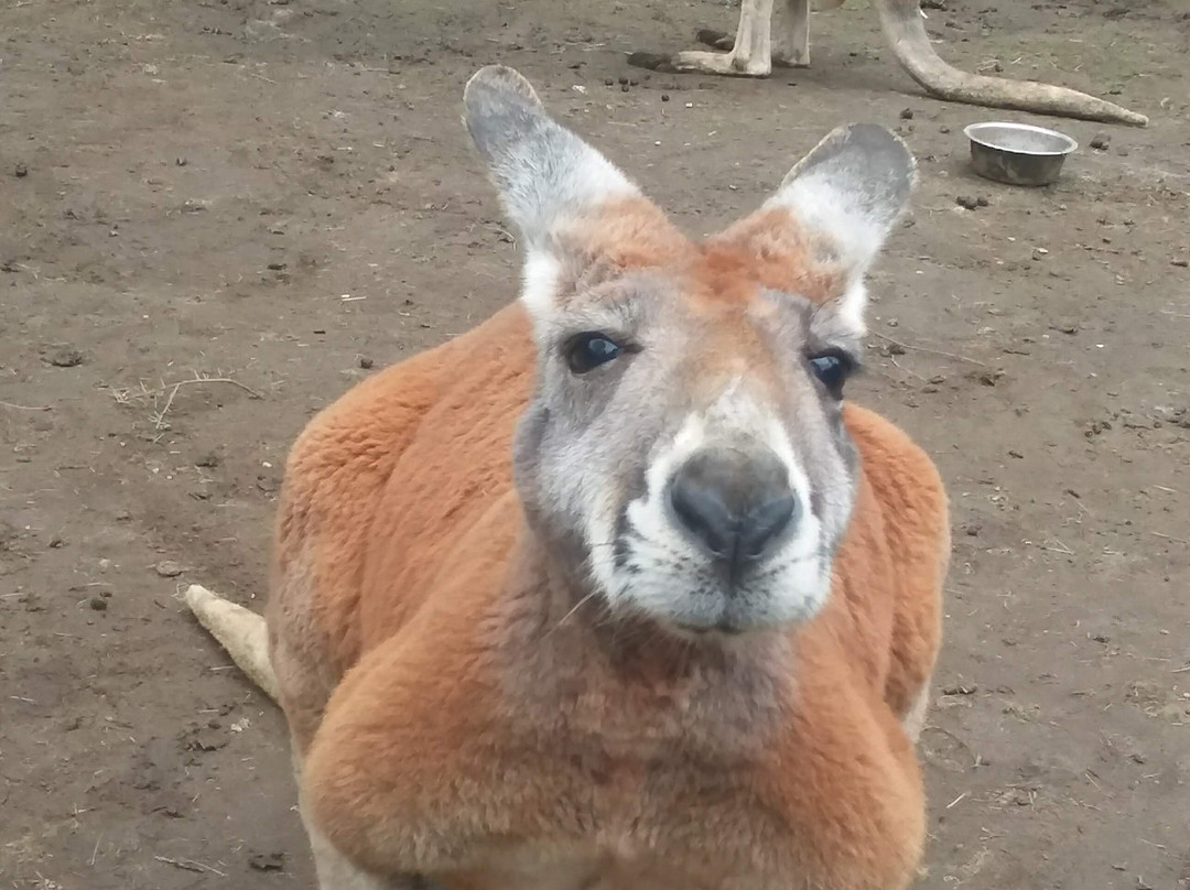 Outback Kangaroo Farm景点图片