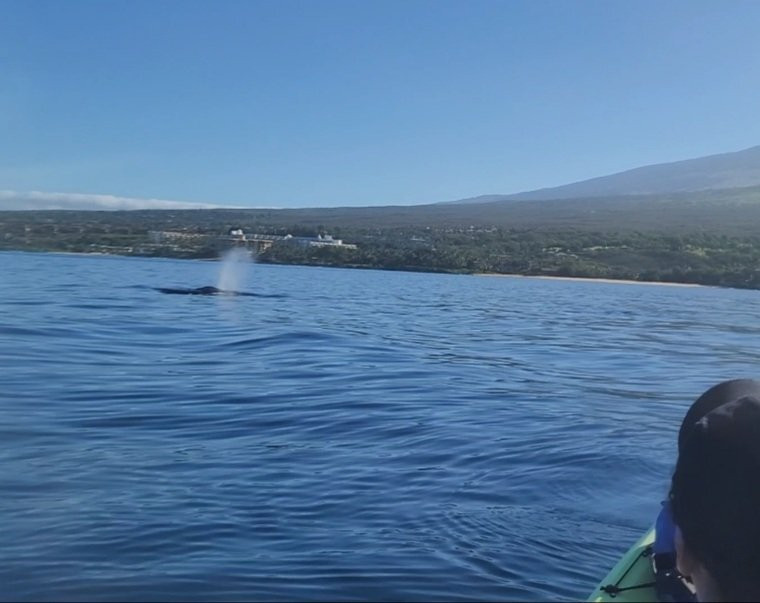 Aloha Kayaks Maui-基黑必去景点