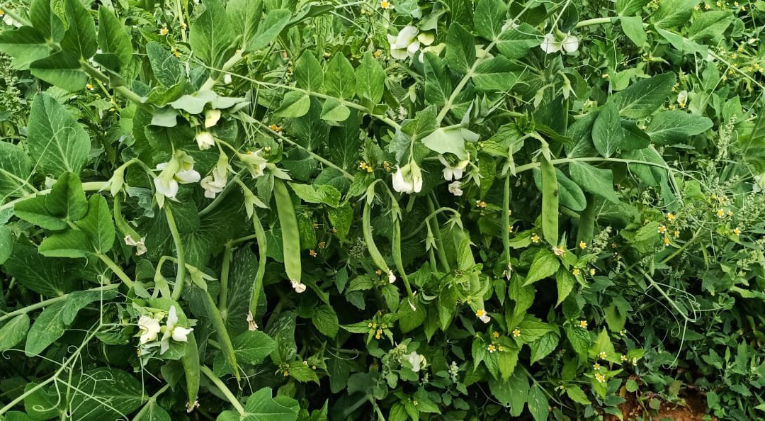 Shree Krupa Farm景点图片