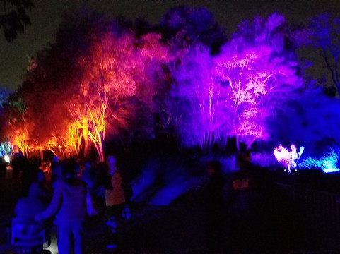 Lightscape At The La Arboretum