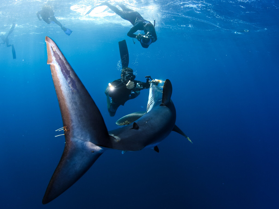 Cabo Shark Dive景点图片